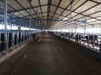 雙鴨山市 龍頭帶動(dòng)，牛業(yè)起航，畜牧漁業(yè)飼料銷售新篇章